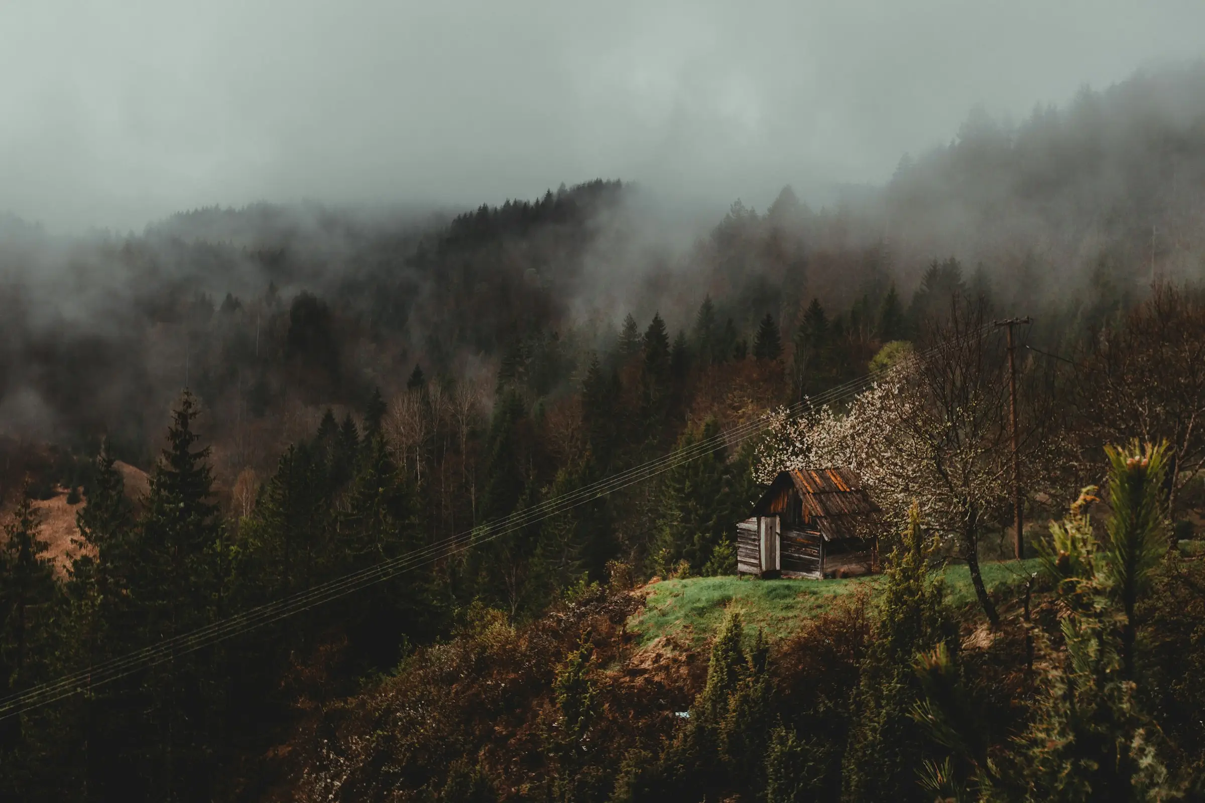 Cabaña pequeña en una ladera boscosa cubierta de niebla