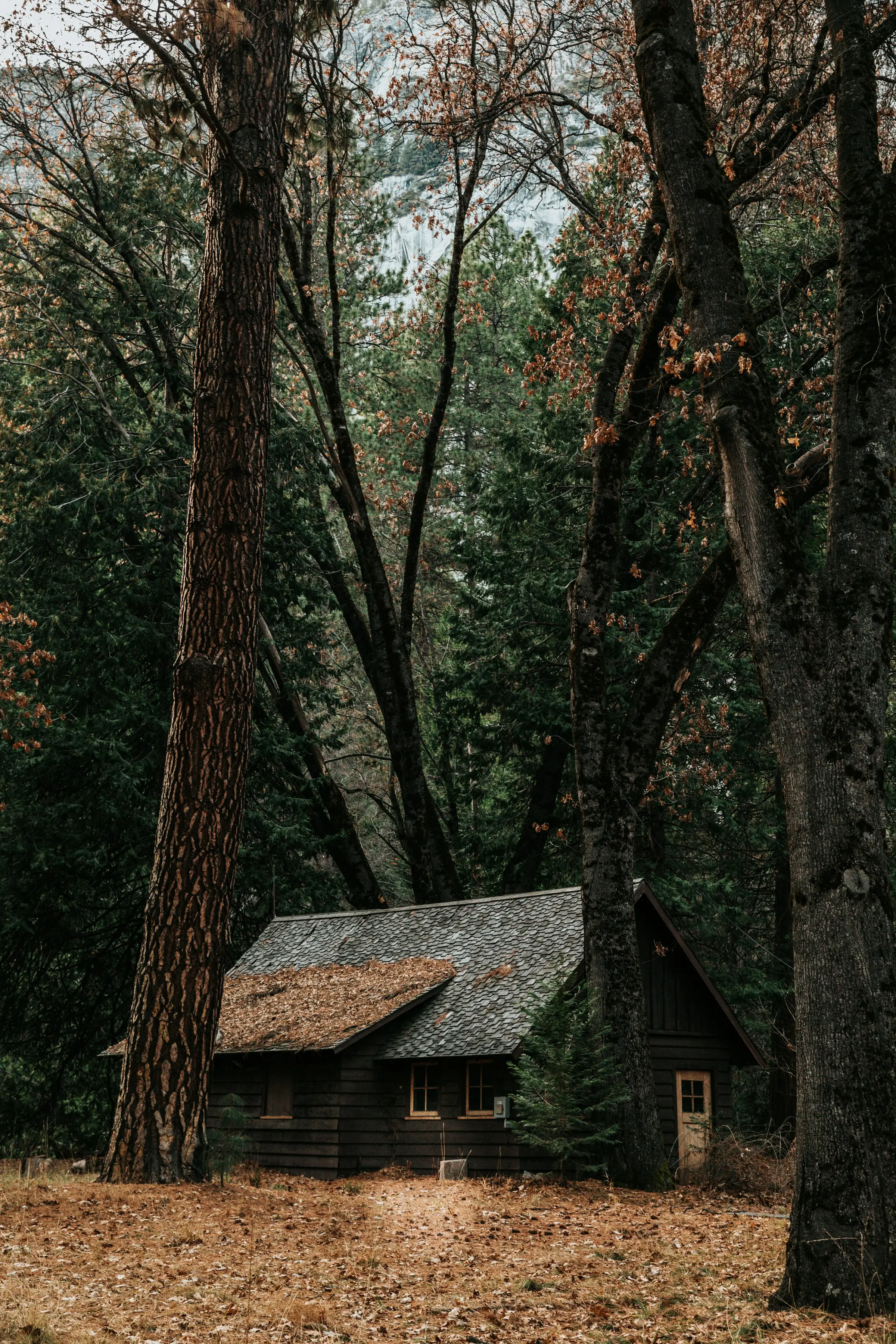 Cabaña pequeña entre árboles altos en el bosque