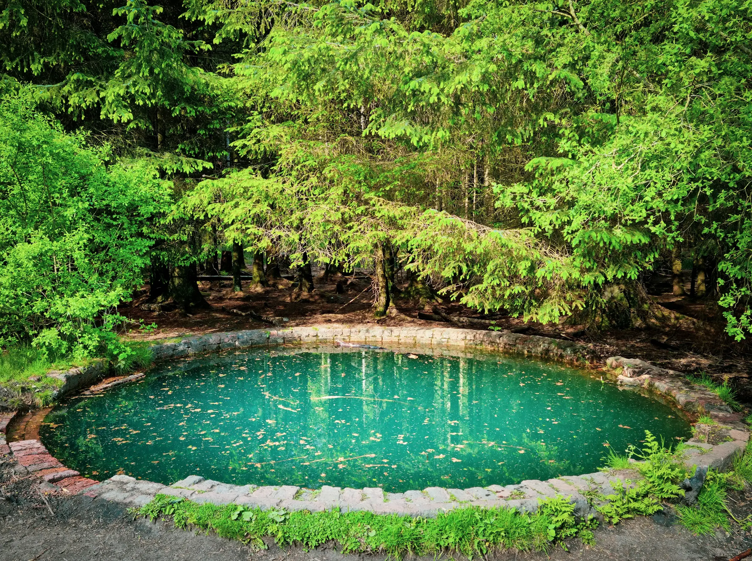 Piscina natural redonda de agua verde rodeada de vegetación